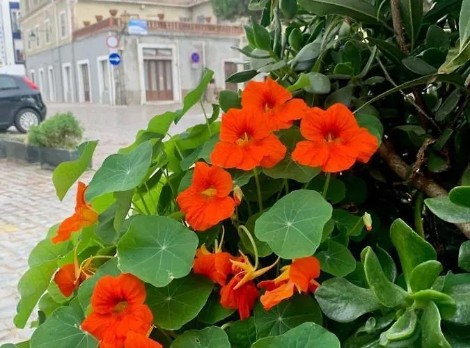 505 * São Martinho do Porto